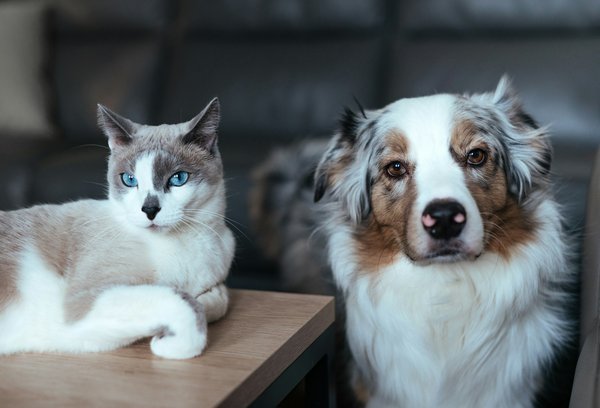 Animaux de compagnie : astuces pour chiens et chats épanouis